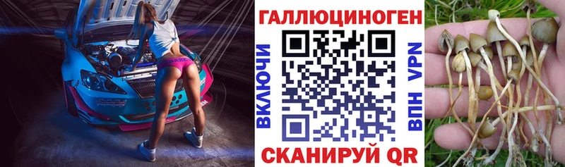Галлюциногенные грибы Psilocybe  Купить закладки  Новоульяновск 